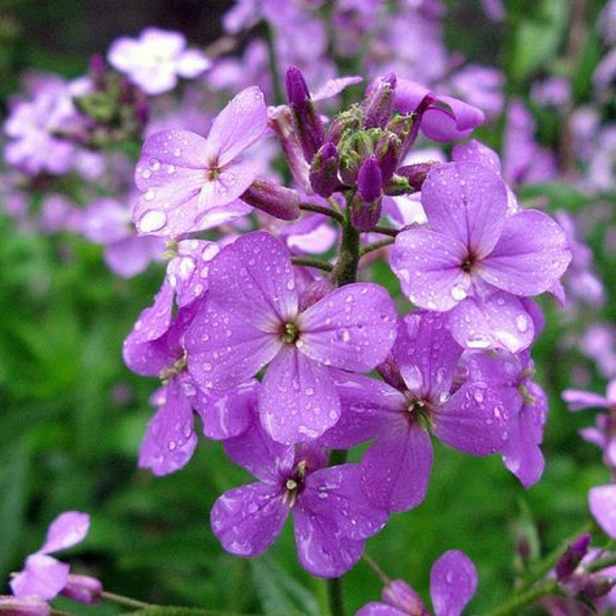 Večernice vonná - Hesperis matronalis - semena večernice - 100 ks