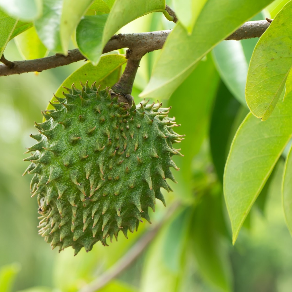 Anona ostnitá - Graviola - Annona muricata - semena anony - 4 ks
