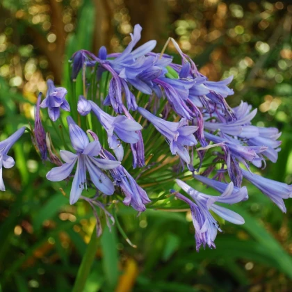Kalokvět modrý - Agapanthus praecox - semena kalokvětu - 8 ks
