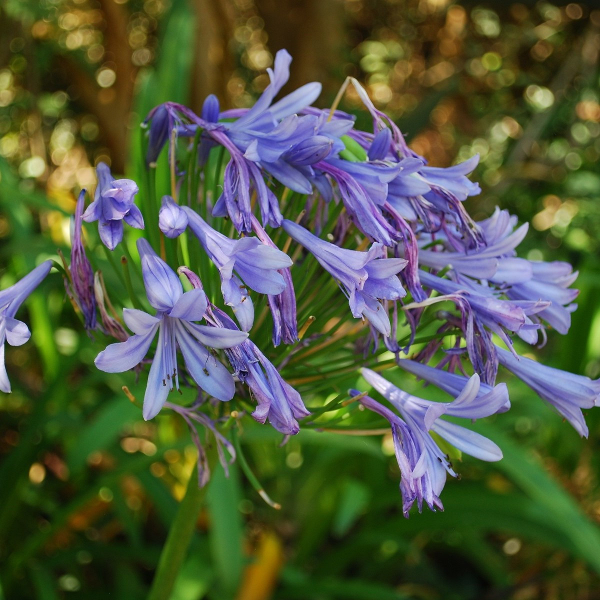 Kalokvět modrý - Agapanthus praecox - semena kalokvětu - 8 ks
