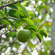 Anona - Annona glabra - semena anony - 5 ks