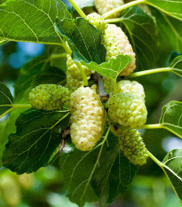 Morušovník bílý - Morus alba - semena morušovníku - 5 ks