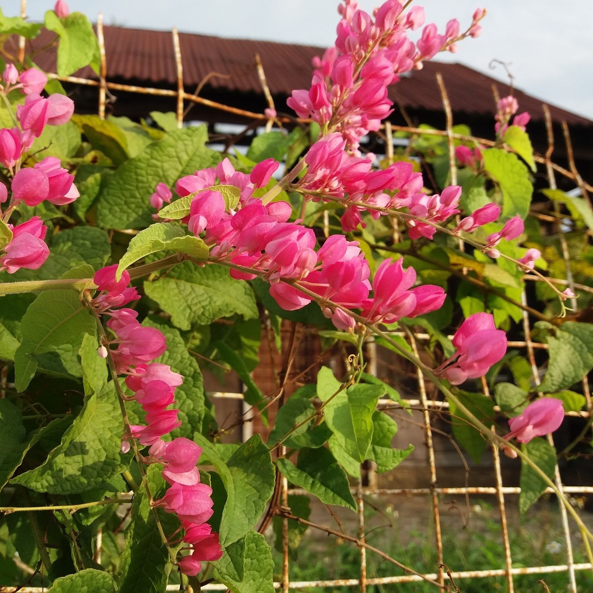 Antigonon mexický - Antigonon leptopus - semena antigononu - 4 ks