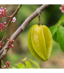 Karambola - Čínská hvězdice - Averrhoa carambola - semena karamboly - 5 ks