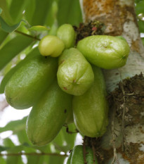 Bilimbi - Averrhoa bilimbi - semena bilimbi - 5 ks