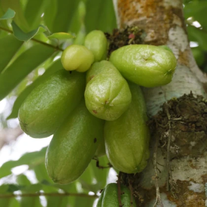 Bilimbi - Averrhoa bilimbi - semena bilimbi - 5 ks