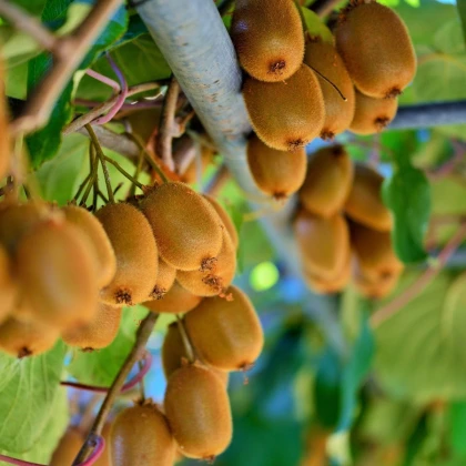 Kiwi čínské - Actinidia chinensis - semena kiwi - 5 ks