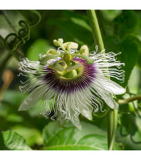 Mučenka jedlá - Passiflora edulus - semena mučenky - 5 ks
