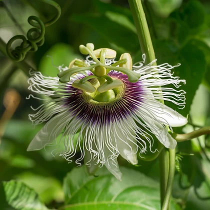 Mučenka jedlá - Passiflora edulus - semena mučenky - 5 ks