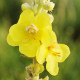 Divizna velkokvětá - Verbascum densiflorum - semena divizny - 300 ks