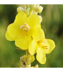 Divizna velkokvětá - Verbascum densiflorum - semena divizny - 300 ks