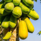 Papája melounová - Carica papaya - semena papáji - 4 ks