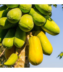 Papája melounová - Carica papaya - semena papáji - 4 ks