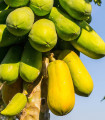 Papája melounová - Carica papaya - semena papáji - 4 ks