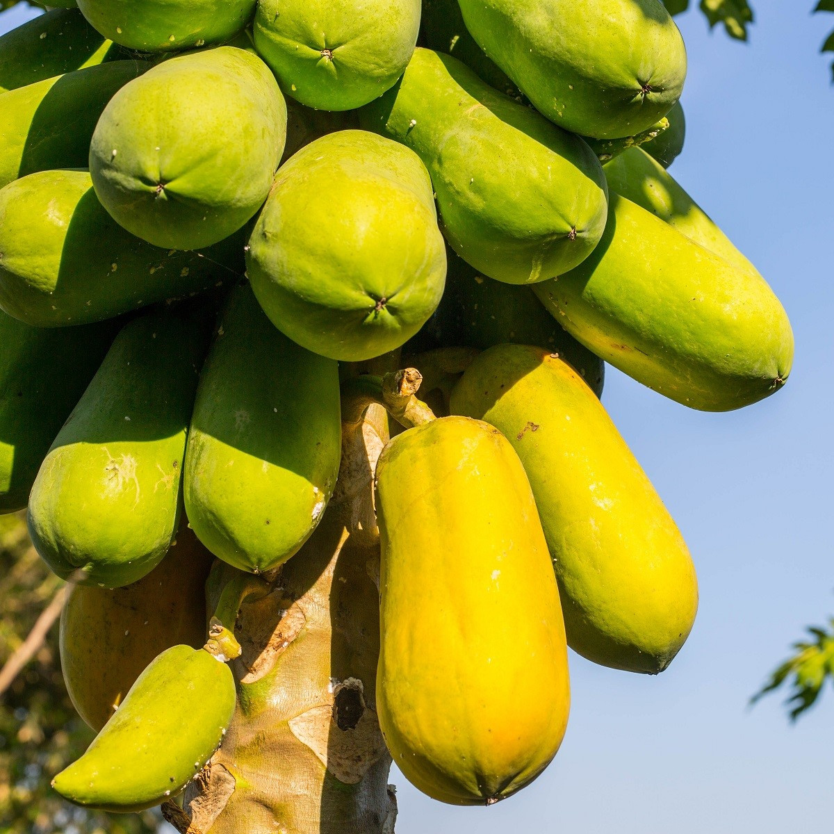 Papája melounová - Carica papaya - semena papáji - 4 ks