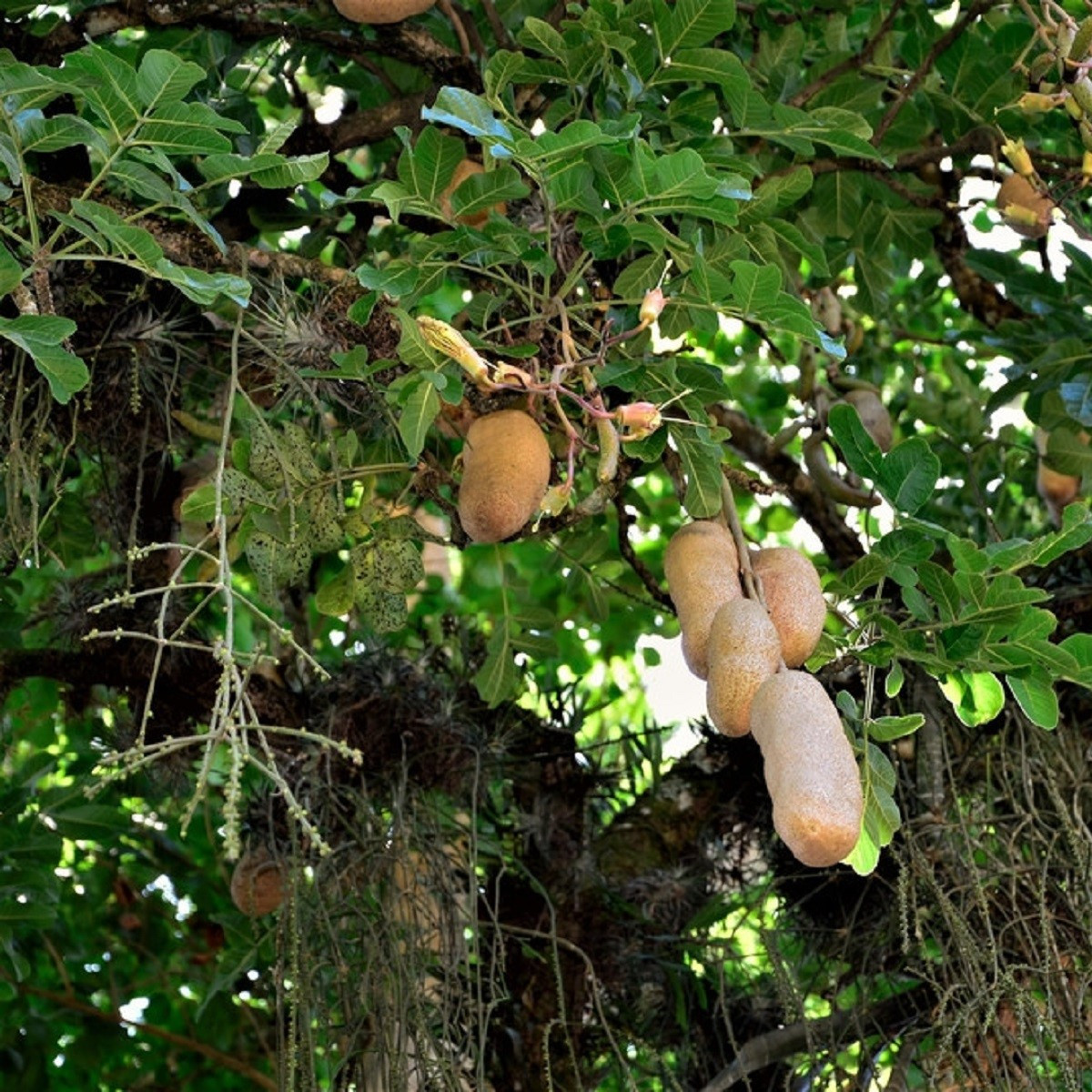 Szalámifa - Kigelia africana - szalámifa magok - 8 db