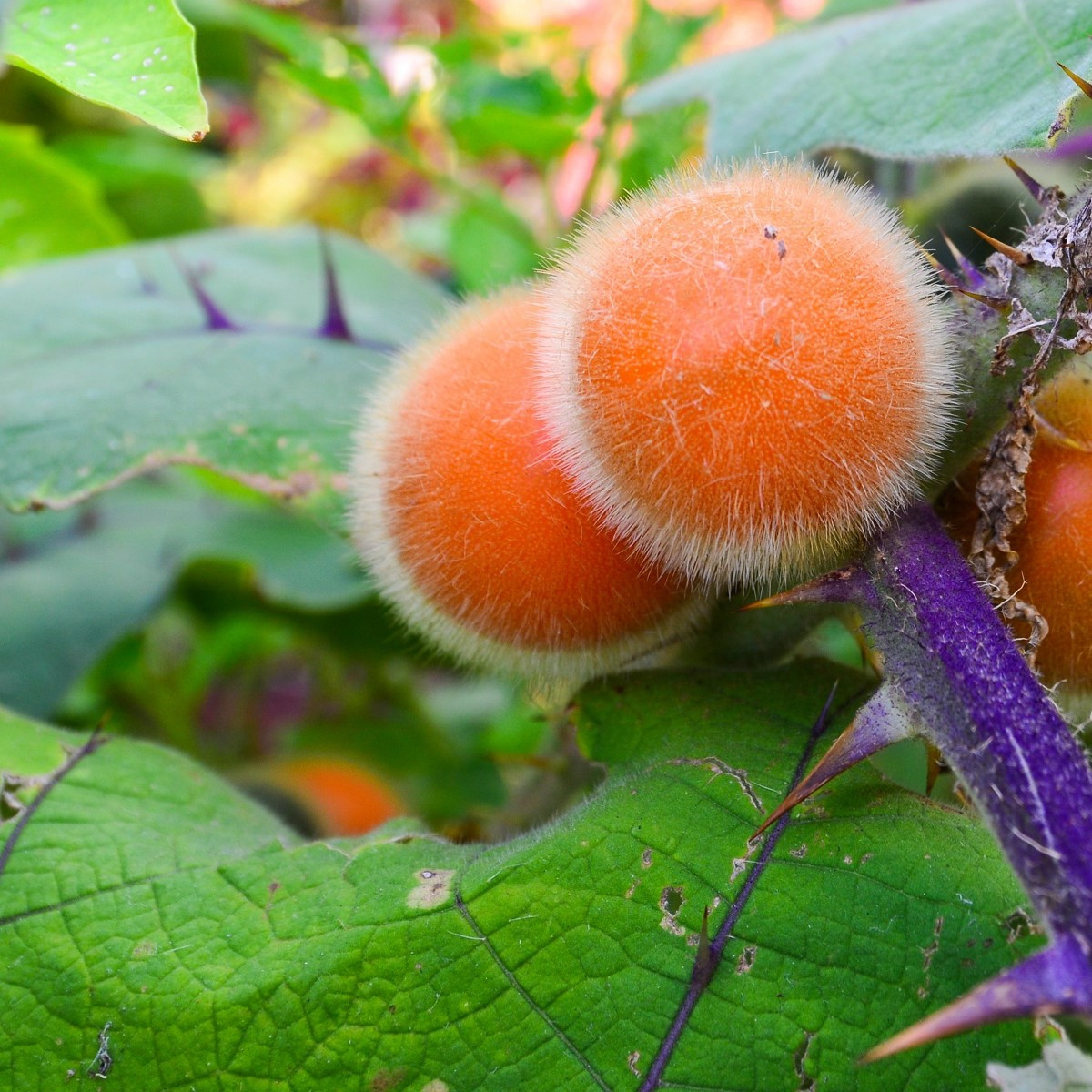 Chlupatý pomeranč - Solanum quitoense - semena pomeranče - 5 ks