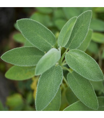 Šalvěj lékařská - Salvia officinalis - semena šalvěje - 20 ks