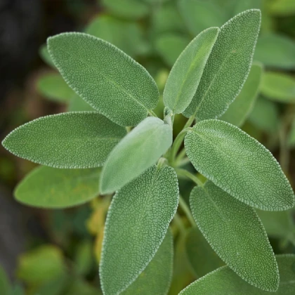 Šalvěj lékařská - Salvia officinalis - semena šalvěje - 20 ks
