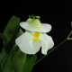 Bublinatka orchidoidní  - Utricularia alpina - semena bublinatky - 10 ks