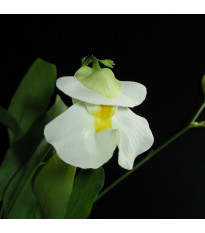 Bublinatka orchidoidní  - Utricularia alpina - semena bublinatky - 10 ks