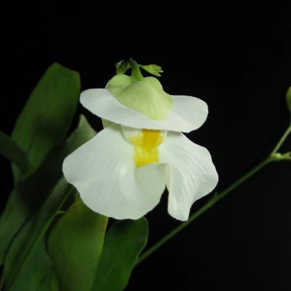 Bublinatka orchidoidní  - Utricularia alpina - semena bublinatky - 10 ks