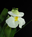 Bublinatka orchidoidní  - Utricularia alpina - semena bublinatky - 10 ks
