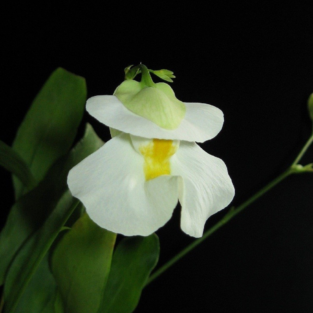 Bublinatka orchidoidní  - Utricularia alpina - semena bublinatky - 10 ks