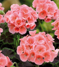 Muškát páskatý Jitka F1 - Pelargonium zonale - semena muškátu - 6 ks