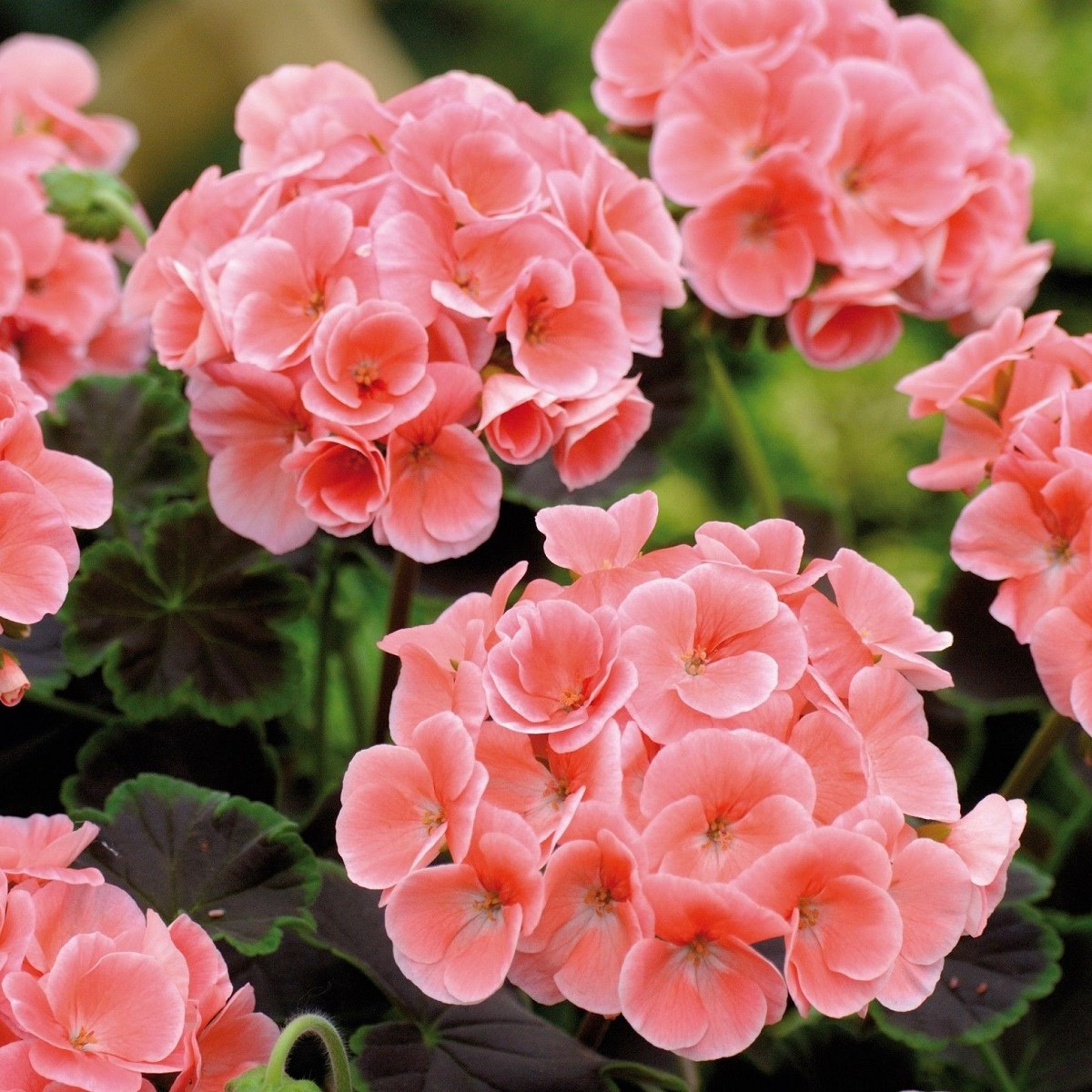Muškát páskatý Jitka F1 - Pelargonium zonale - semena muškátu - 6 ks