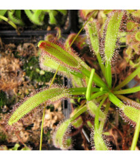 Rosnatka kapská obrovská - Drosera capensis giant - semena rosnatky - 15 ks