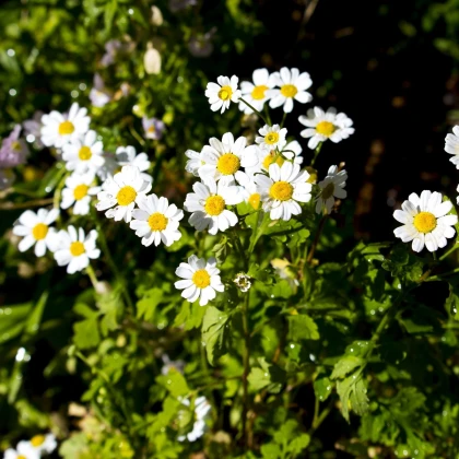 Řimbaba obecná - Chrysanthemum parthenium - semena řimbaby - 15 ks