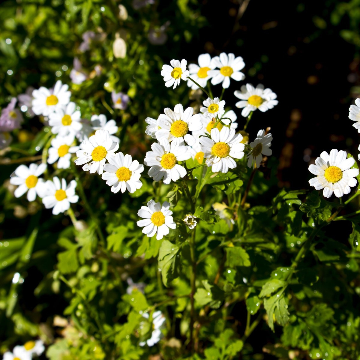 Řimbaba obecná - Chrysanthemum parthenium - semena řimbaby - 15 ks