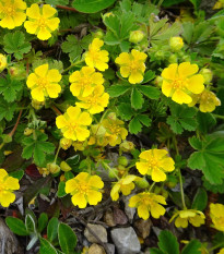 Mochna nátržník - Potentilla erecta - semena mochny - 8 ks