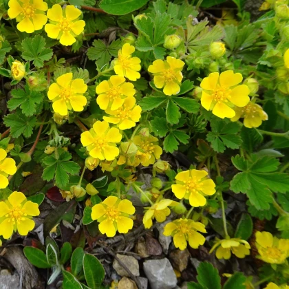 Mochna nátržník - Potentilla erecta - semena mochny - 8 ks