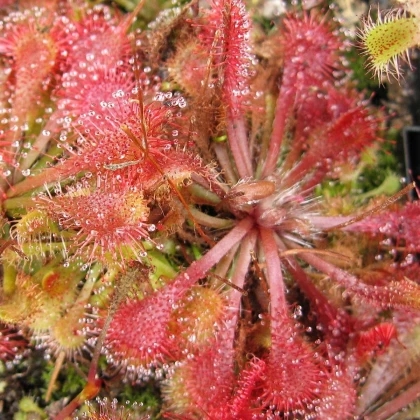 Rosnatka spathulata - Drosera spathulata - semena - 15 ks