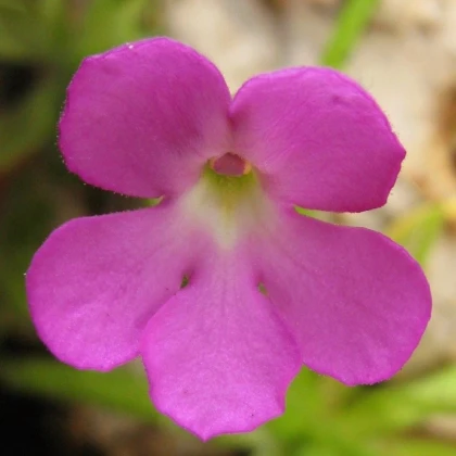 Tučnice mexická - Pinguicula moctezumae - semena tučnice - 13 ks