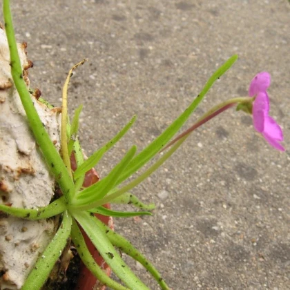 Tučnice mexická - Pinguicula moctezumae - semena tučnice - 13 ks