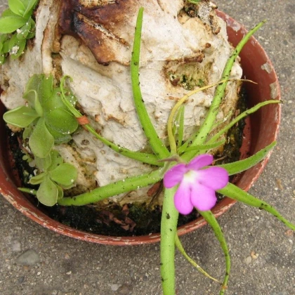 Tučnice mexická - Pinguicula moctezumae - semena tučnice - 13 ks