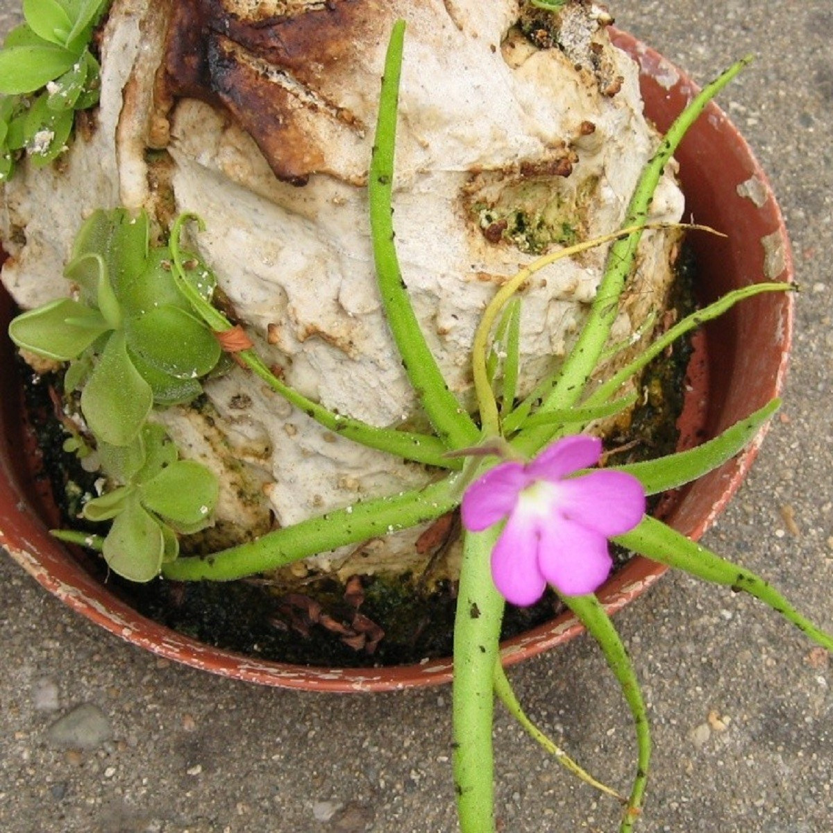 Tučnice mexická - Pinguicula moctezumae - semena tučnice - 13 ks