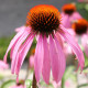 Třapatkovka bledá - Echinacea pallida - semena třapatkovky - 15 ks