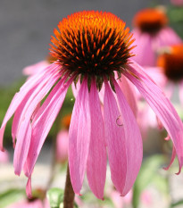 Třapatkovka bledá - Echinacea pallida - semena třapatkovky - 15 ks