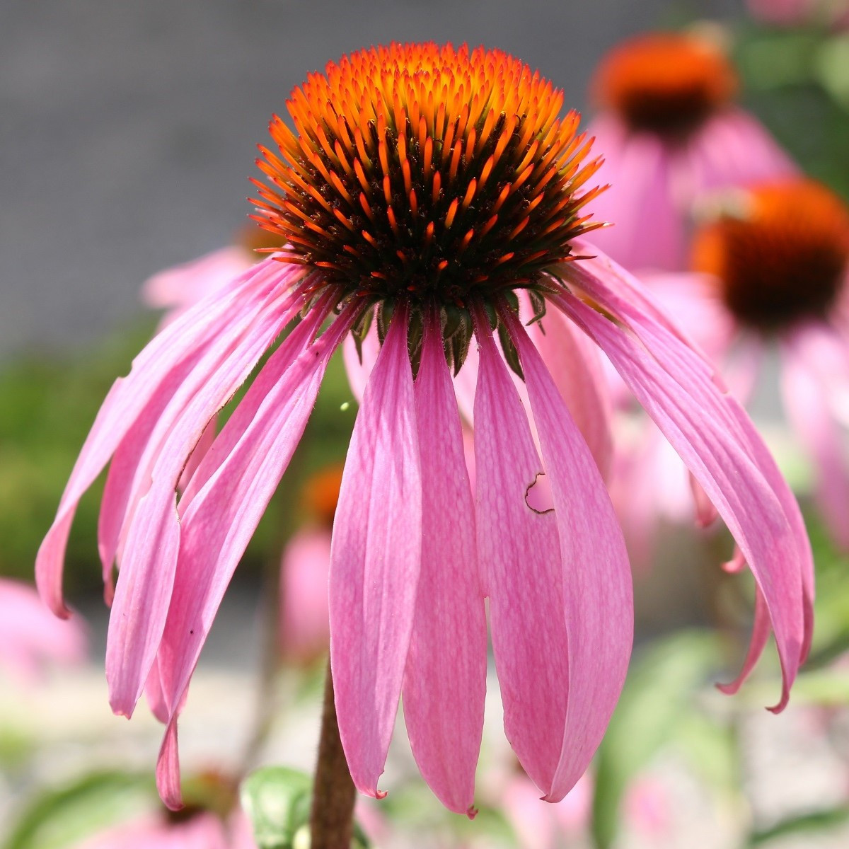 Třapatkovka bledá - Echinacea pallida - semena třapatkovky - 15 ks