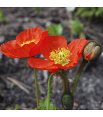 Mák nahoprutý Gnome - Papaver nudicaule - semena máku - 50 ks