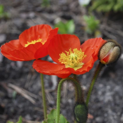 Mák nahoprutý Gnome - Papaver nudicaule - semena máku - 50 ks