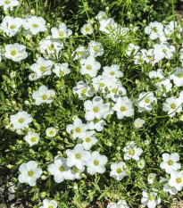 Písečnice horská Blizzard Compact - Arenaria montana - semena písečnice - 20 ks