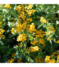 Aksamitník mexický - Tagetes lucida - semena aksamitníku - 0,2 g