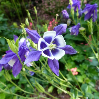 Orlíček obecný Blue Star - Aquilegia vulgaris - semena orlíčku - 30 ks