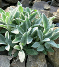 Čistec vlnatý - Stachys byzantina - semena čistce - 50 ks