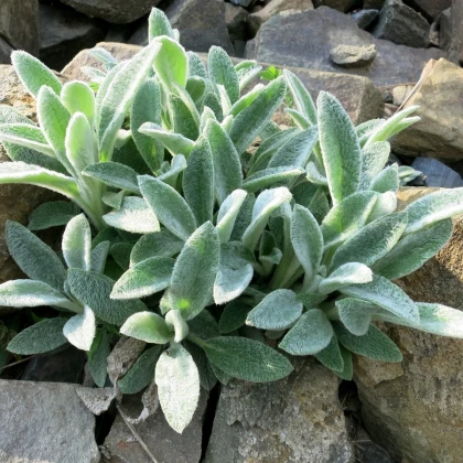 Čistec vlnatý - Stachys byzantina - semena čistce - 50 ks